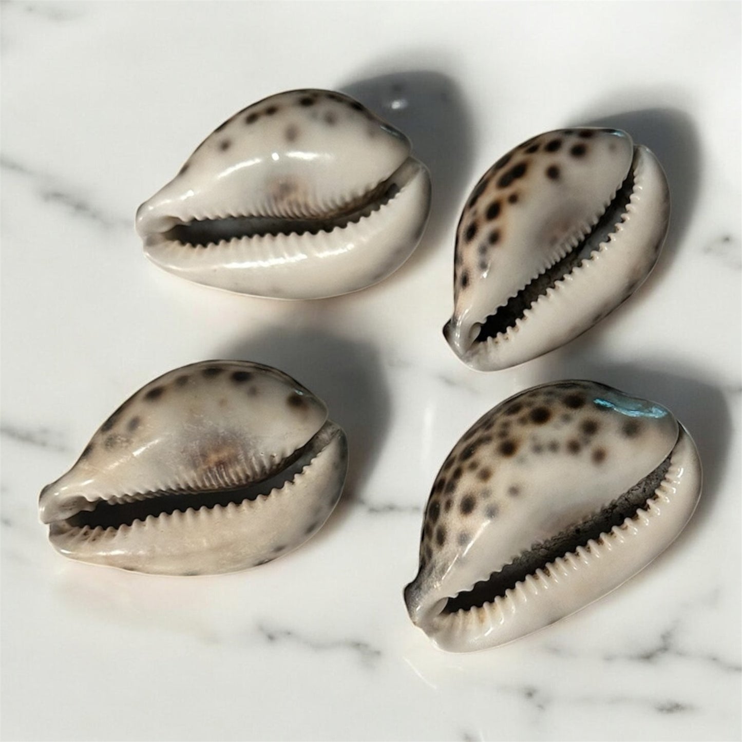 Set of 4 Natural Decorative Shells Black and White Tones