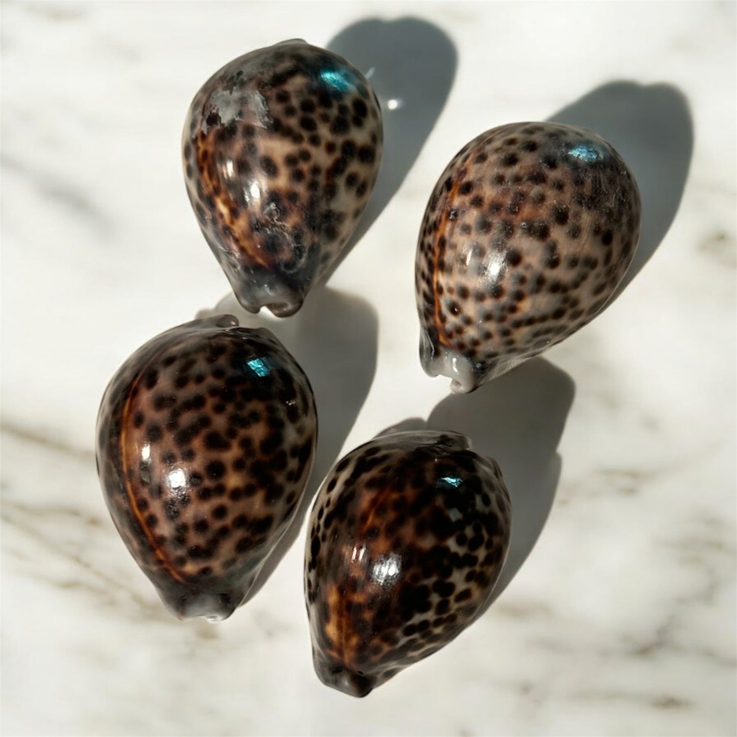 Set of 4 Natural Decorative Shells Black and White Tones
